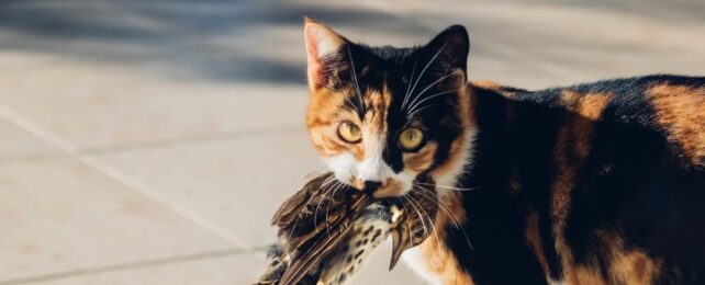 a tortoiseshell cat holds a dead bird in its mouth