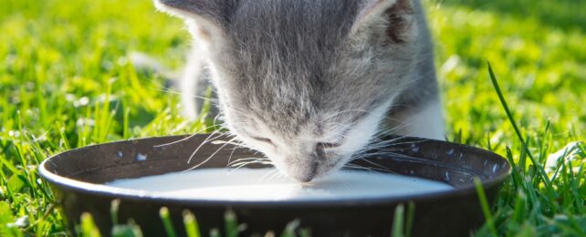 cat drinking milk