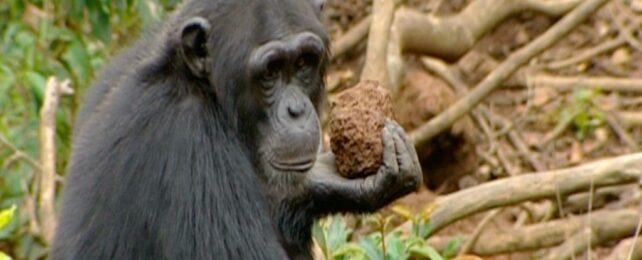 Chimpanzees Are Throwing Rocks at Tree Trunks to Get Their Message Across