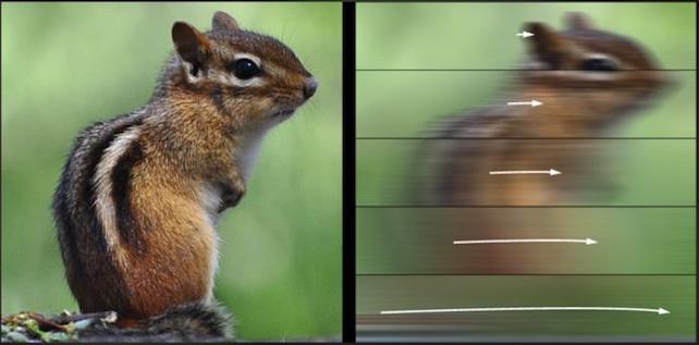 photo illustration showing a chipmunk in varying degrees of motion blur