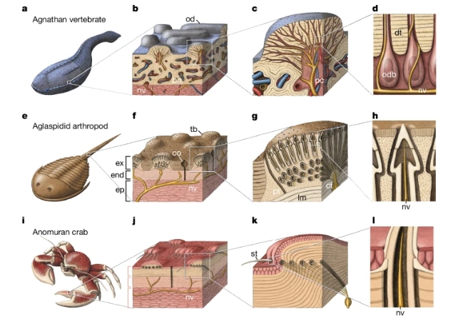 fish and arthropod sensory structures