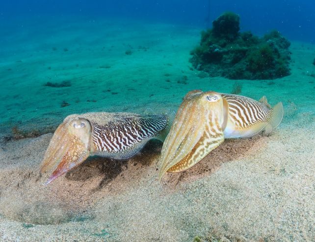 Cuttlefish Wave at Each Other With Their Arms, And They Could Be Talking in Sign Language