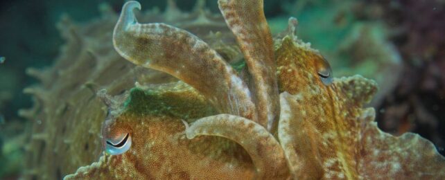 Cuttlefish Wave at Each Other, And It Could Be a Mysterious Form of Sign Language