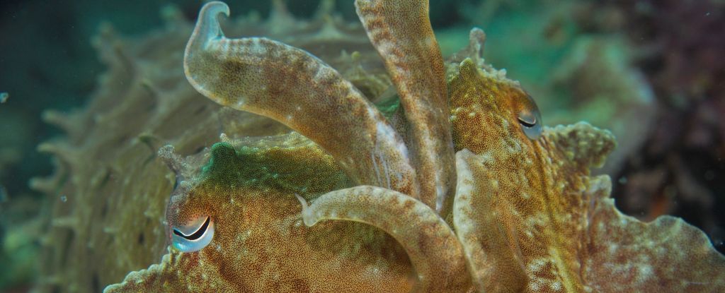 Cuttlefish Wave at Each Other, And It Could Be a Mysterious Form of Sign Language
