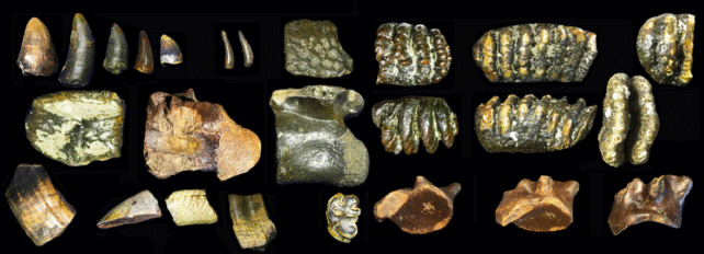 Underwater Fossils Off Java
