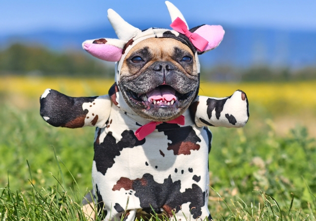 dog in a cow costume