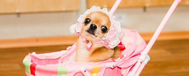 dog in a pram