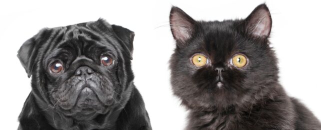Dogs And Cats Are Evolving Along Similar Lines, Thanks to Us