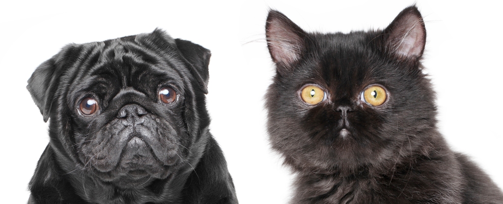 Scientists Say Dogs And Cats Are Evolving to Look More Alike. But Why? : ScienceAlert