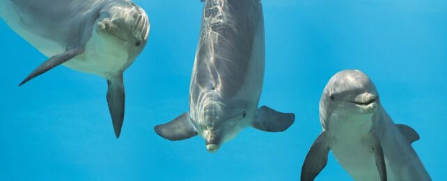 Dolphins Give Themselves Names That Could Hide Secret Information