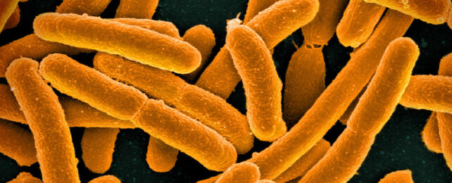 e. coli bacteria