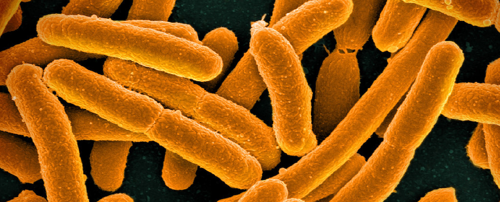 Nanoplastics Stick to Toxic Bacteria, Forming a Deadly Combination