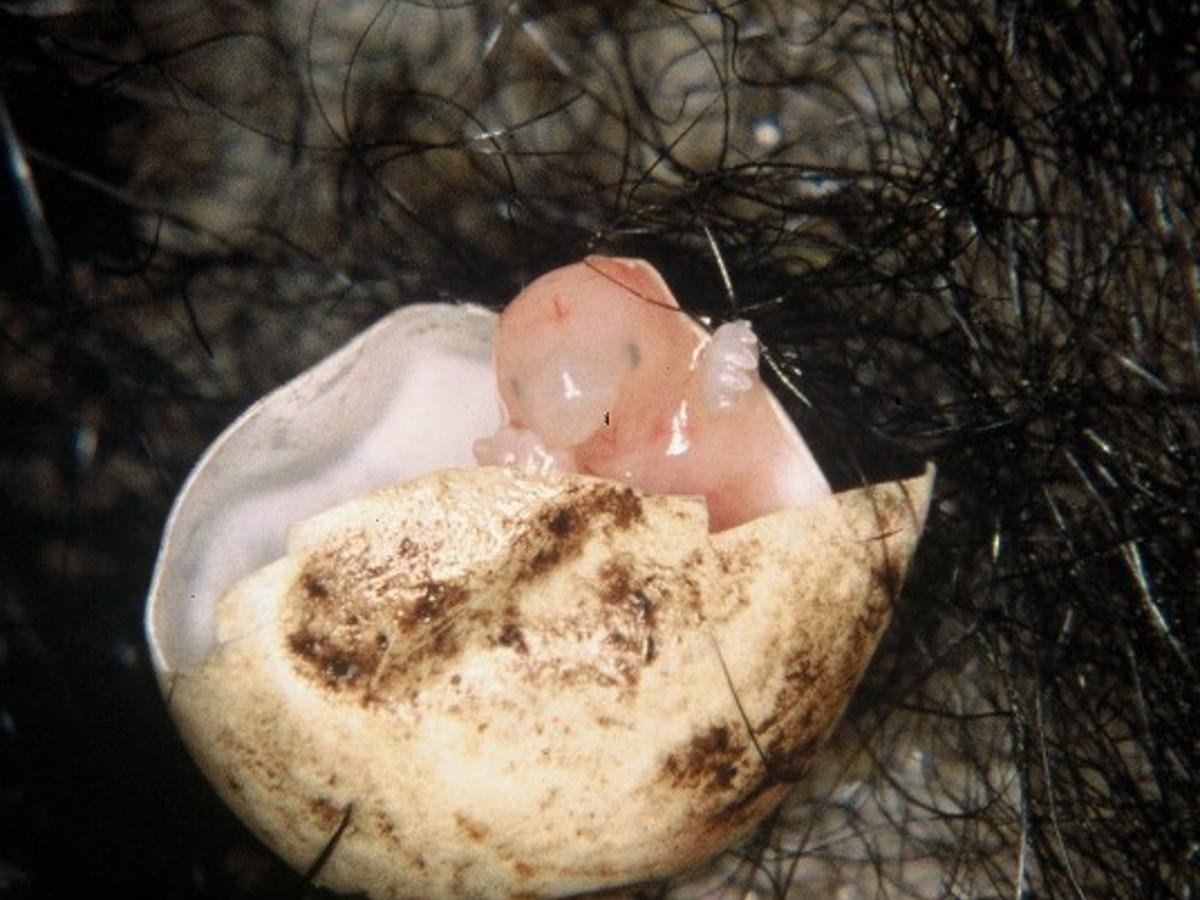 a tiny pink fleshy echidna puggle emerges from a crumpled, once-spherical white but dirty egg. the egg is on a background of dense wiry black hair.