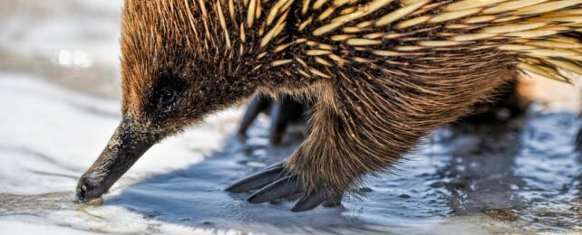 close-up photo of an echidna standing on a sandy shore, its beak touching the water.
