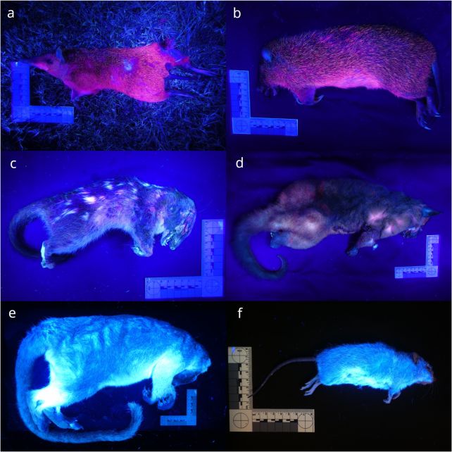 Australian Scientists Shaved Roadkill to Find Out How Mammals Glow