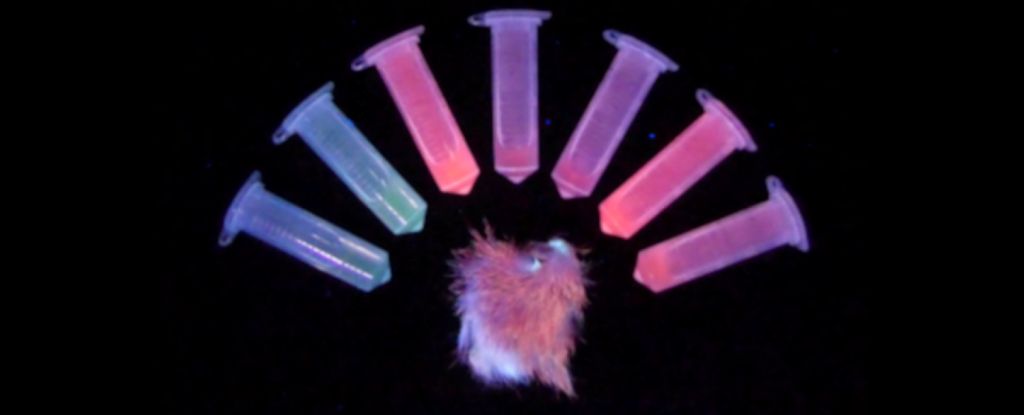 Scientists Shaved Roadkill to Find Out How Mammals Glow in The Dark