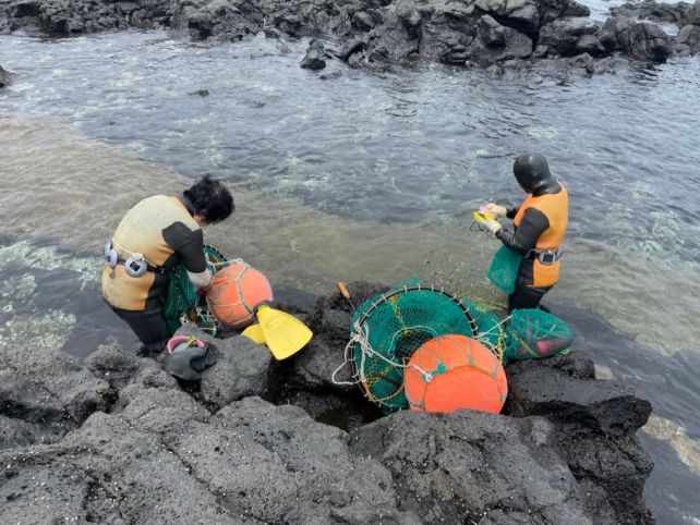 Evolution in Action: All-Female Korean Divers Have Genetic Adaptations For Free-Diving