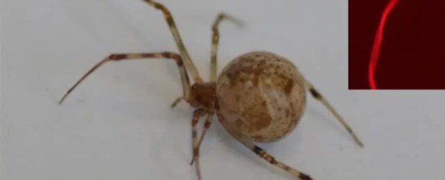 house spider and red silk