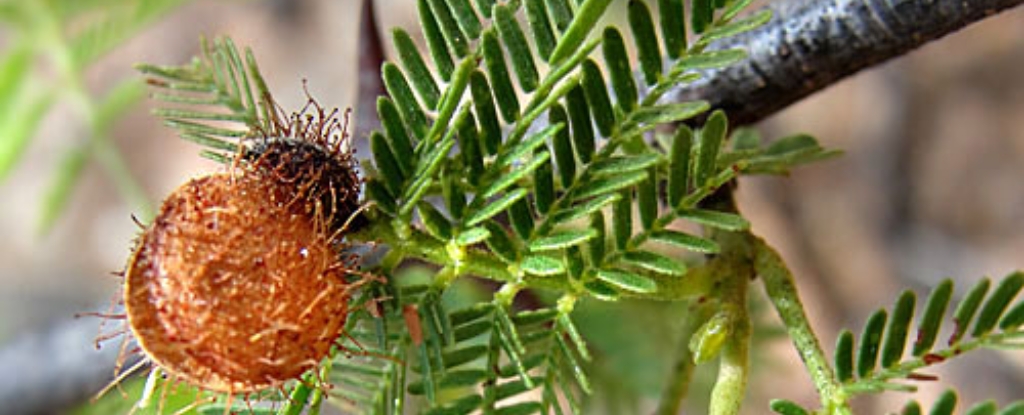 Brazilian Psychedelic Plant Emerges as Potential Depression Treatment