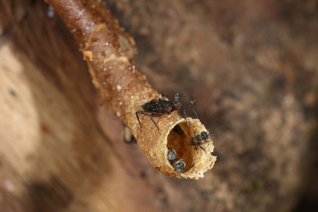 We've Just Found Another Insect That Uses Tools