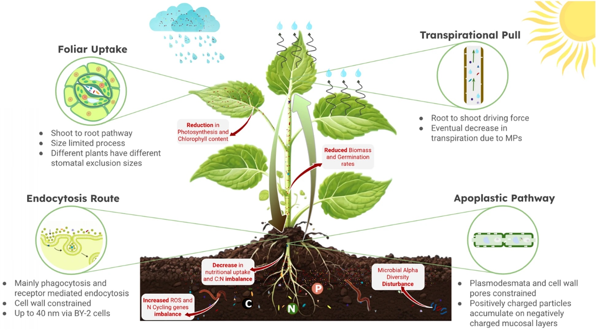 a diagram showing the cross-section of a plant, labelled with the different ways microplastics can enter and affect the plant.