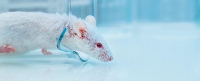 Anti-Aging Cocktail Extends Mouse Lifespan by About 30 Percent