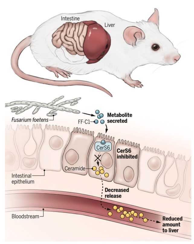 mouse diagram