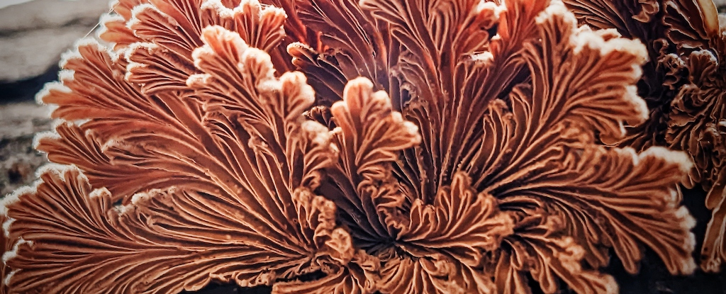 Scientists Create Biodegradable Plastic Alternative That's Literally Alive