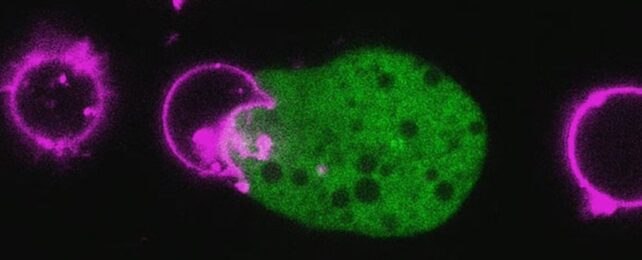 A green blob in center of image is attached to a pink circle to the left. There are three other pink circular shapes nearby. The background is black.