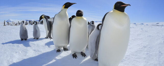 Piles of Penguin Poop Could Surprisingly Help Cool Antarctica
