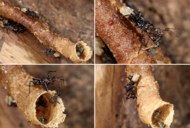 We've Just Found Another Insect That Uses Tools
