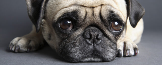 Dogs And Cats Are Evolving Along Similar Lines, Thanks to Us