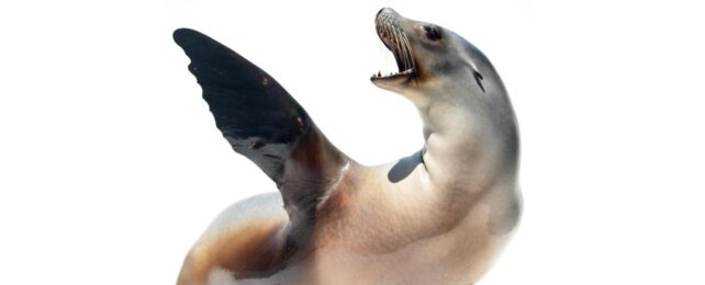 This Adorable Sea Lion Can Keep a Beat Better Than Some Humans