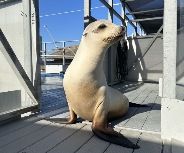 This Adorable Sea Lion Is Better at Keeping a Beat Than Some Humans
