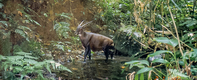 Ultra-Rare 'Asian Unicorn' Has Genome Sequenced, And It Could Mean Everything