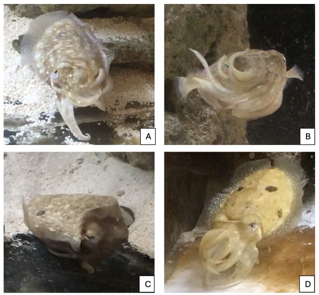 Cuttlefish Wave at Each Other With Their Arms, And They Could Be Talking in Sign Language