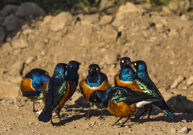 Wild Birds Caught Behaving in Ways That Look Suspiciously Like Friendship