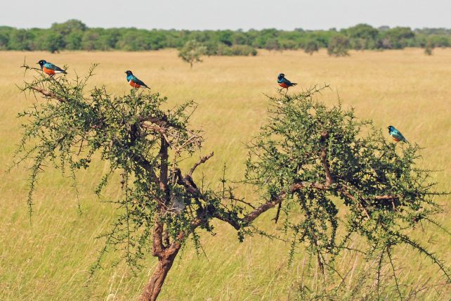 Wild Birds Caught Behaving in Ways That Look Suspiciously Like Friendship