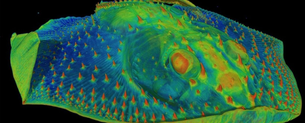 Your Sensitive Teeth May Exist So Ancient Fish Could Avoid Danger