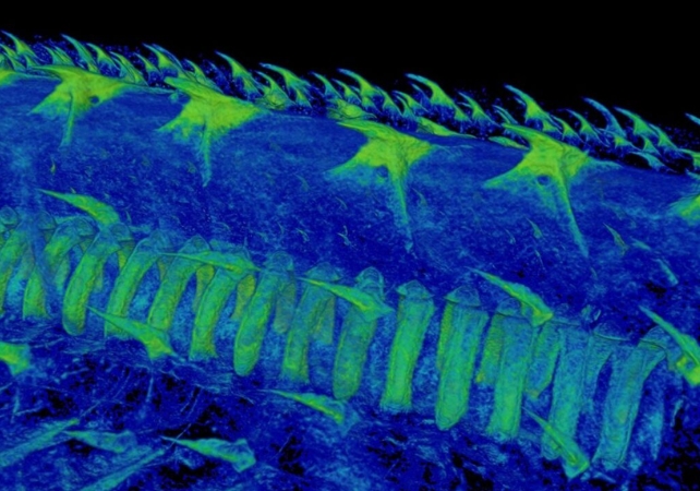 ct scan of catfish scales