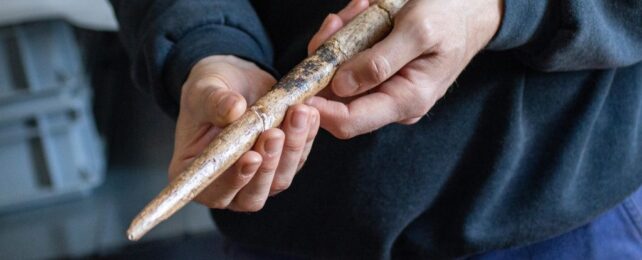 Earliest Known Whale Bone Tools Discovered in Europe's Museum Collections