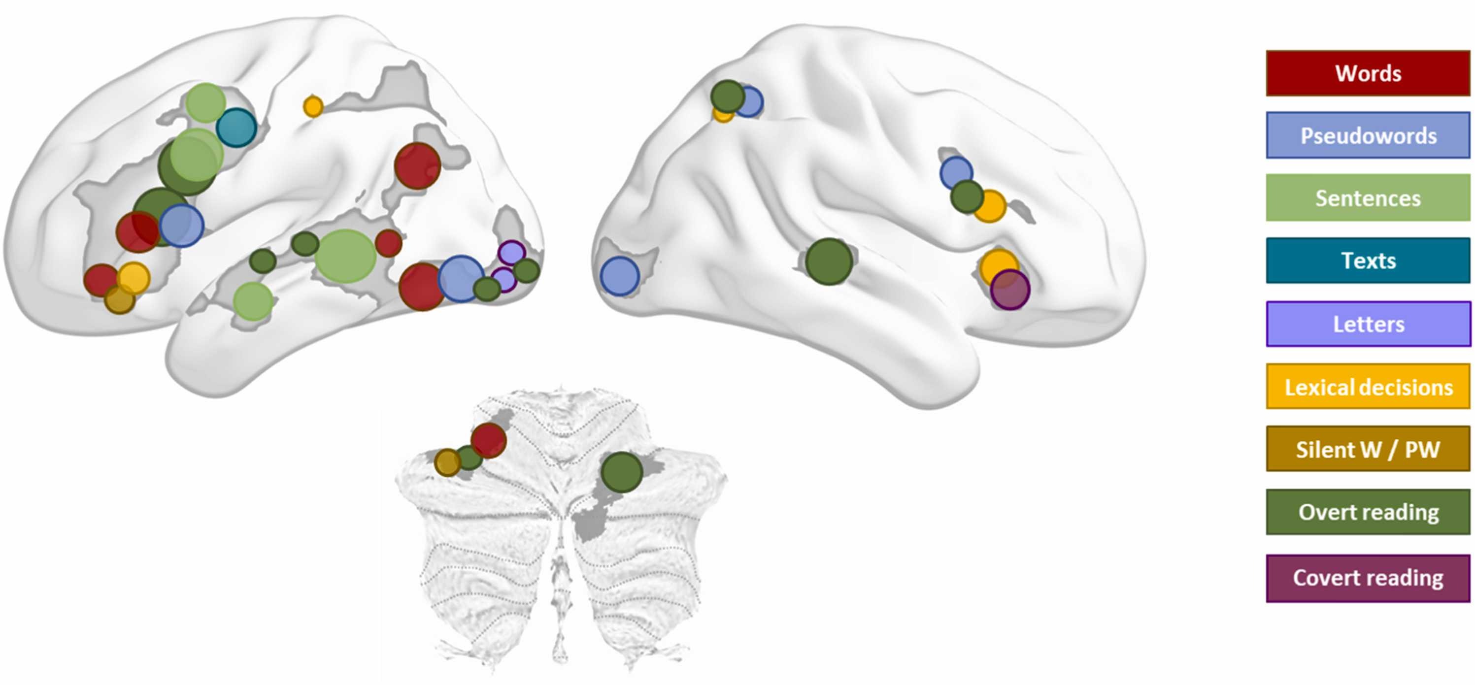 Schematic summary of findings.