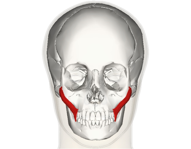 zygomaticus muscle diagram