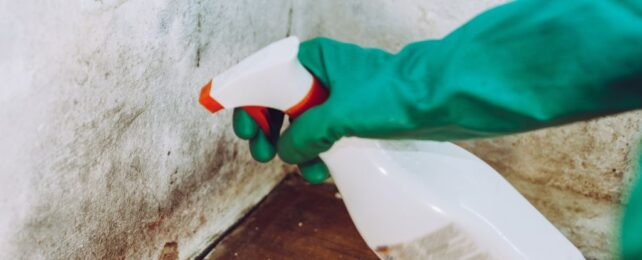A Toxicologist Reveals The Surprising Truth About Black Mold