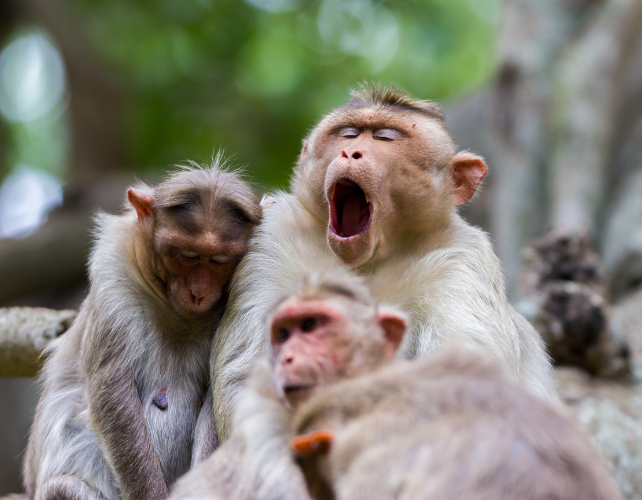 Three monkeys