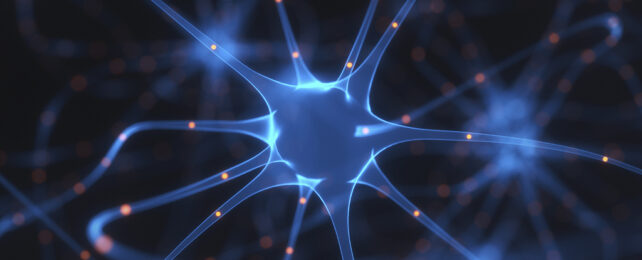 Brain nerve cells