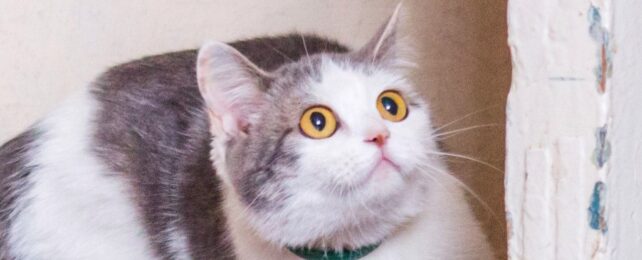 A cat with an arched back and wide eyes