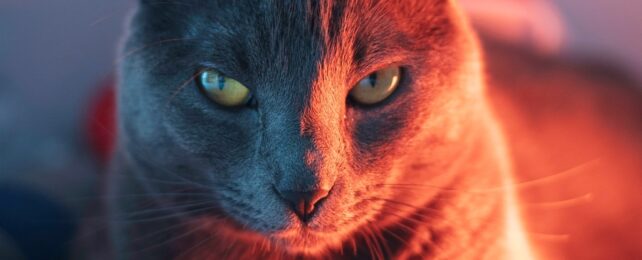 Cat Parasite Can Seriously Disrupt Brain Function, Study Suggests