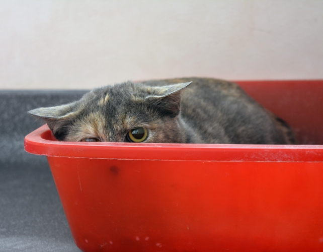 cat looking scared in a litter box