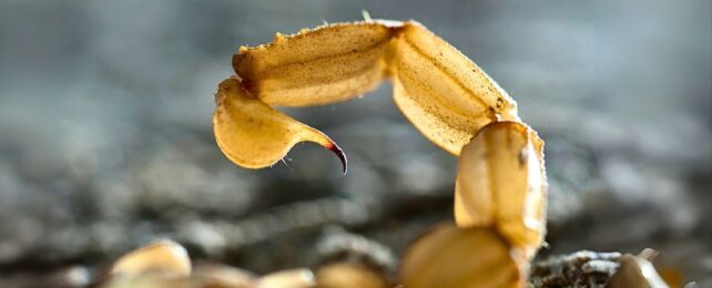 Amazonian Scorpion Venom Can Kill Breast Cancer Cells, Scientists Say